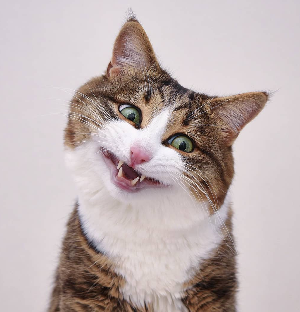 PSYCHOCAT 3