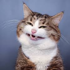 PSYCHO CAT 4