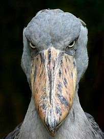 Shoe bill