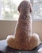 1B0C1D83 24A2 4453 B83D 09C7A3036E96