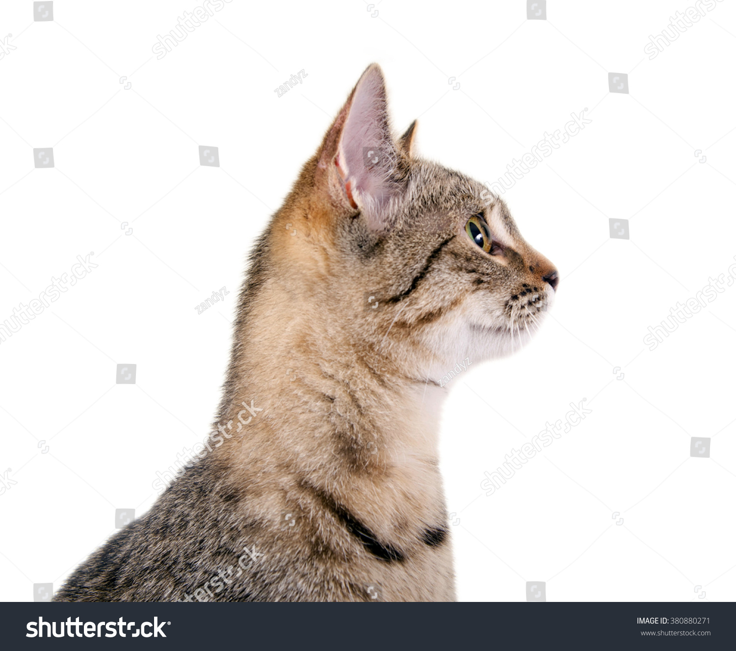Stock photo attentive cat s profile 380880271