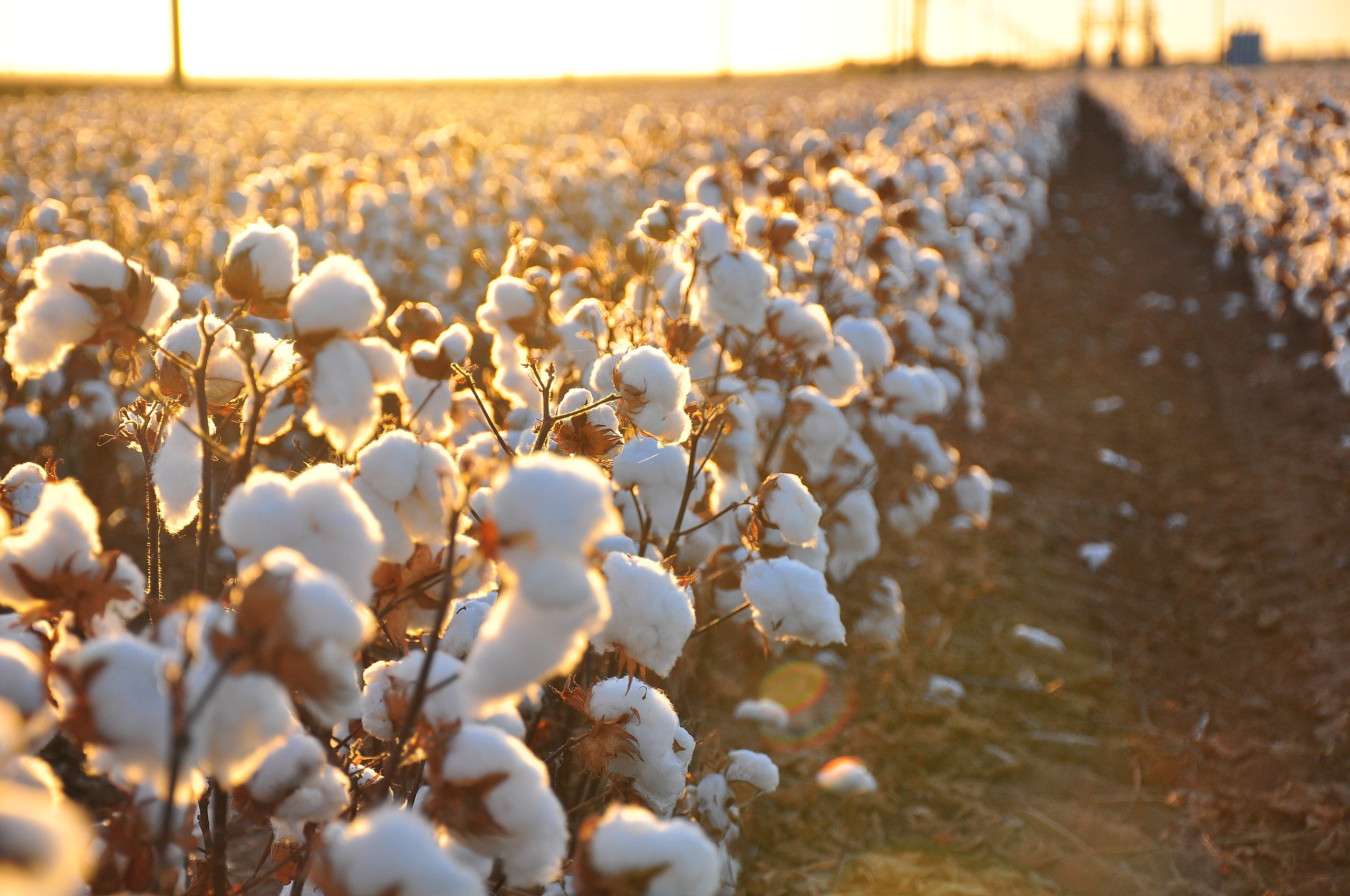 2560px Cotton field kv17
