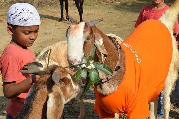 Goat rules