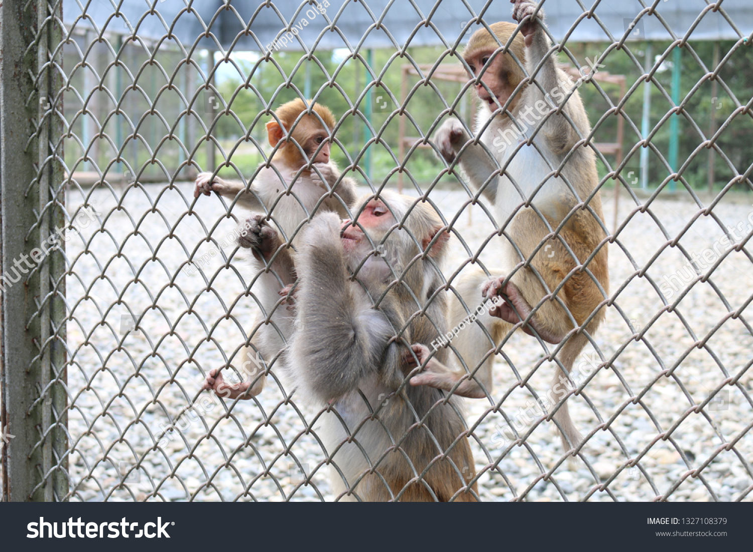Stock photo monkeys in a cage 1327108379