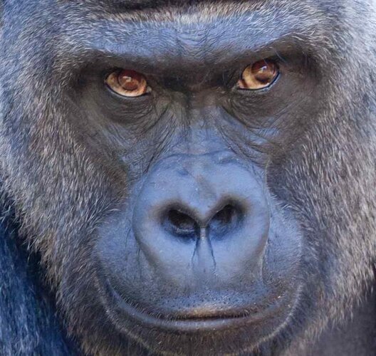 091b93922a68d4fd2db955a1085969f2--rare-animals-exotic-animals.jpg