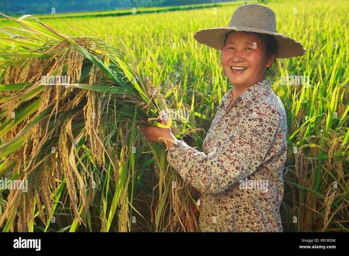 Happy asian farmer portrait in rice paddy rice harvest female farmer holding rice smile in fie