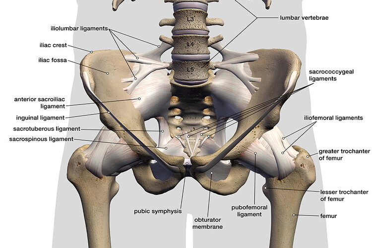 Hip-ligaments-900x600-1.jpg