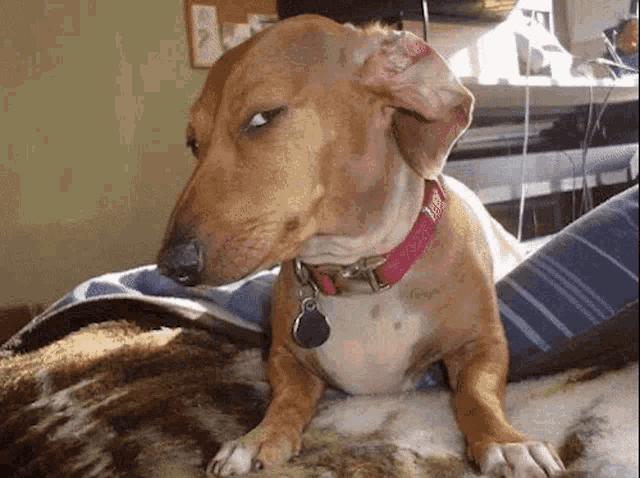 Dog sus