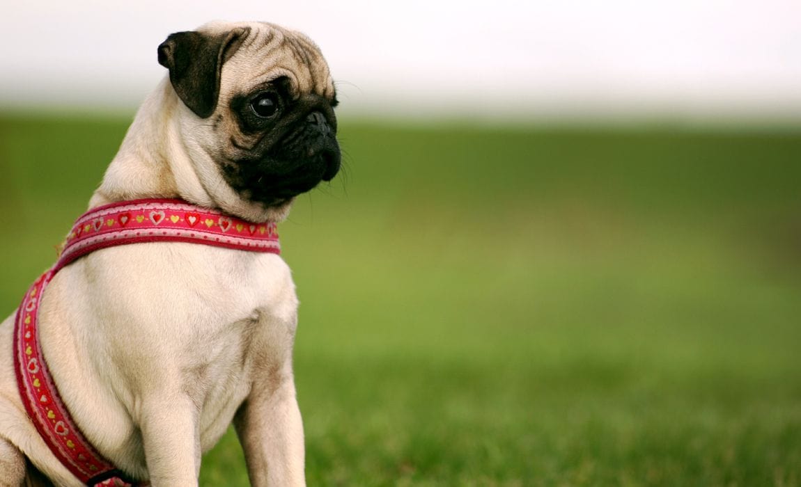 Ugly dog breeds
