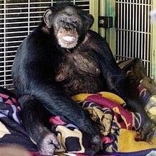 Travis chimpanzee