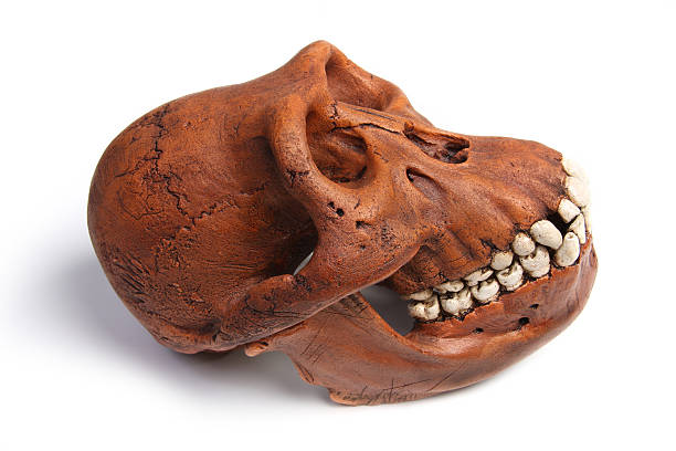 Istockphoto 136519989 612x612