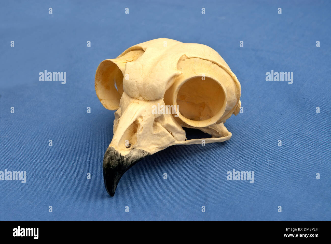 Bird of prey skull DM8PEH