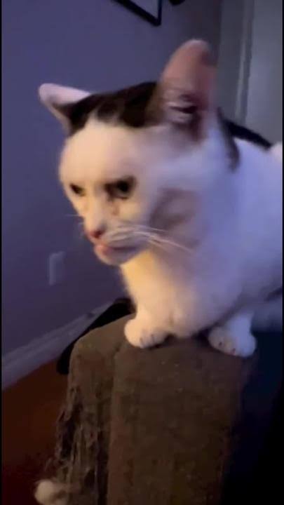 6C9222E3 F7C3 4450 B5A6 66C2790E906A