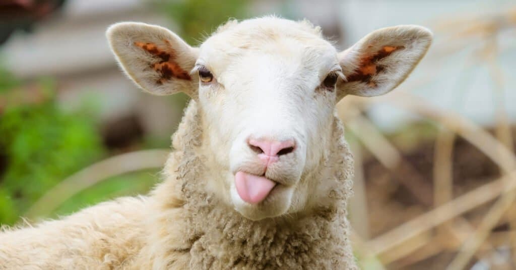 Sheep 1024x535