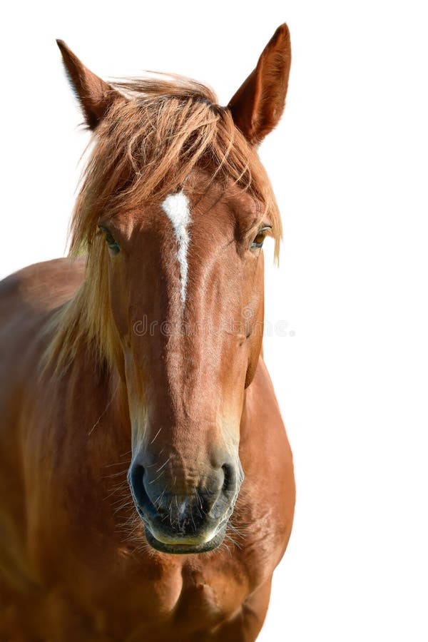 Brown horse head isolated white closeup portrait face horse brown horse head isolated white ba