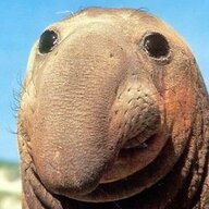 32355