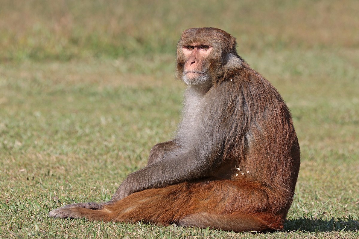 Rhesus macaque Macaca mulatta mulatta male Gokarna