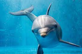 A Guide to the Different Types of Dolphins - American Oceans