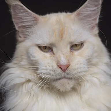 A4F21DD6 AF65 46CF AF7C CCBAA83BBE51