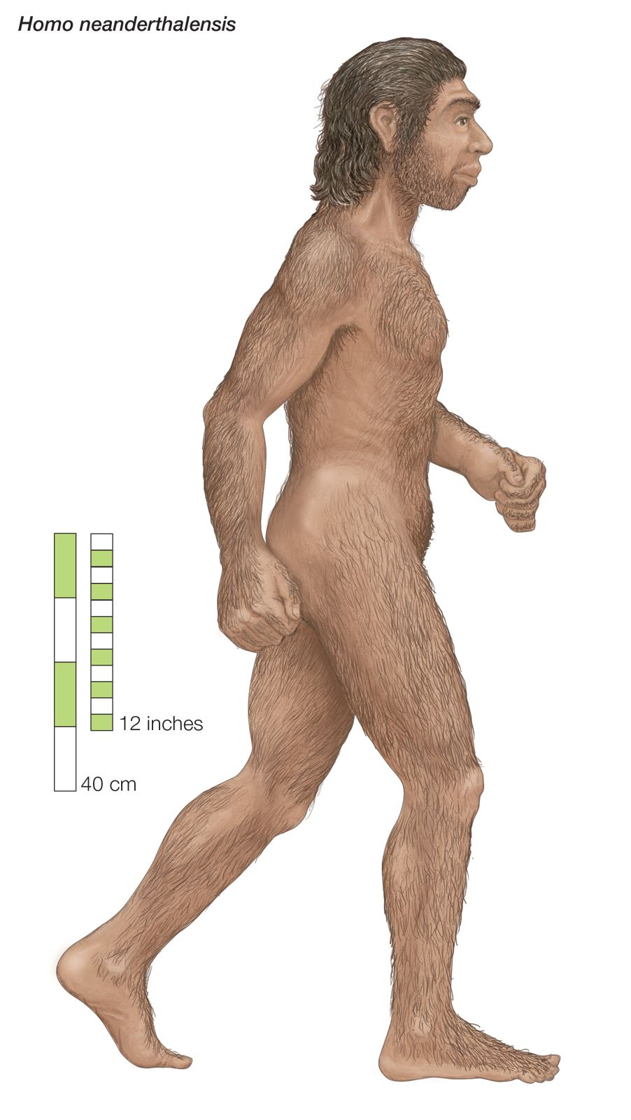 Rendering Artist Homo neanderthalensis Europe Central Asia