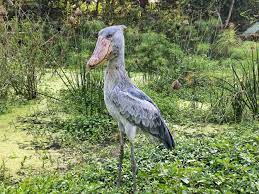Species Spotlight: Shoebill (Balaeniceps rex) — Defend Them All Foundation