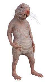 Download Naked Mole Rat Standing Watch Royalty-Free Stock Illustration  Image - Pixabay