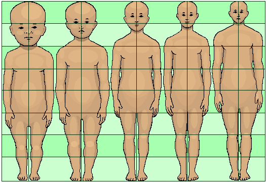 Human development neoteny body and head proportions pedomorphy maturation aging growth