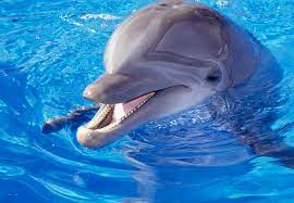 What Is a Dolphin's Life Span? | Sciencing