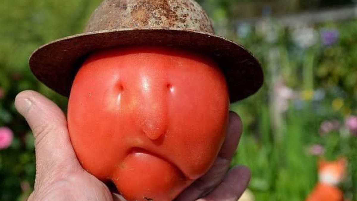 Tomatoememe