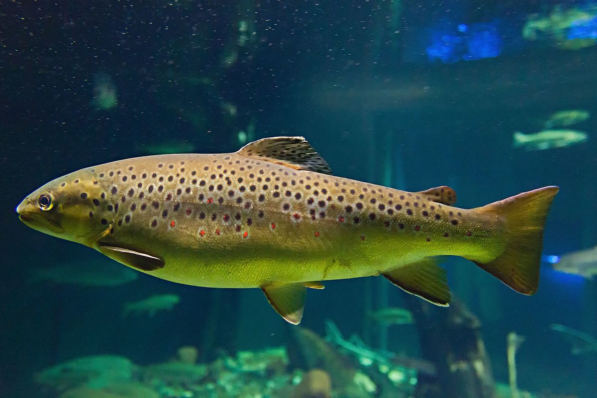 Salmo trutta Ozeaneum Stralsund HBP 2010 07 02