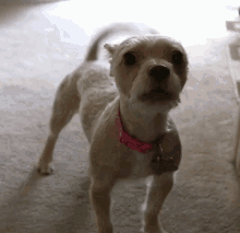 Cesar911 cesar911series