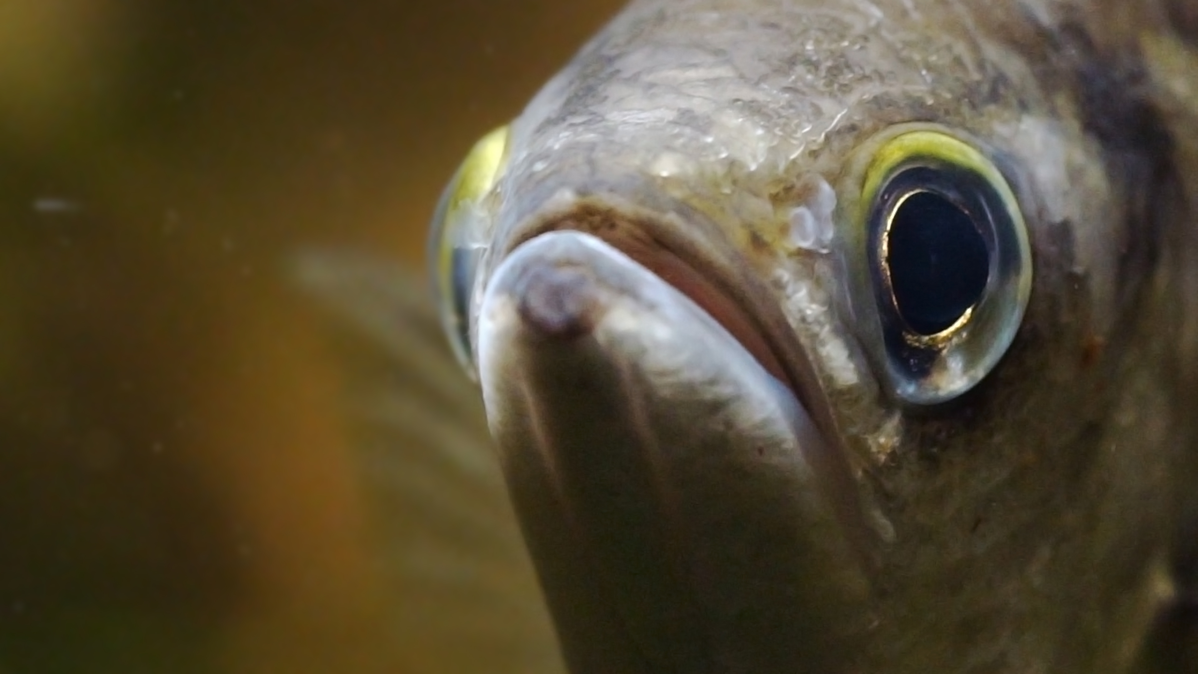 DL403 fish looking at you closer CRX