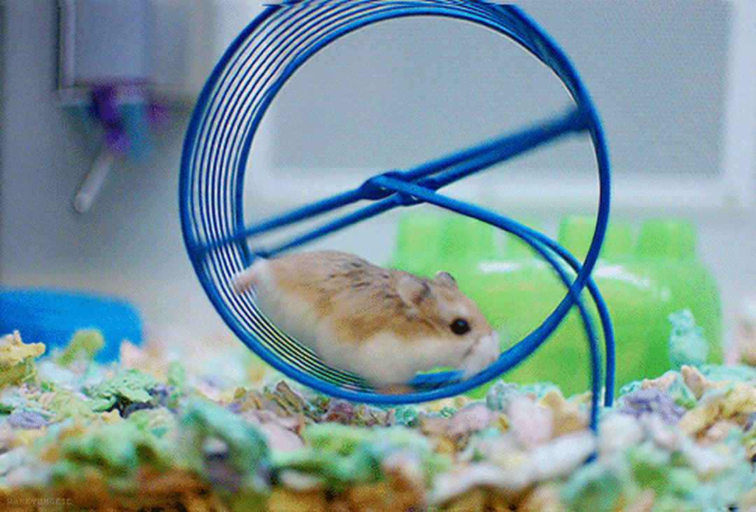 Hamster wheel vovv0v