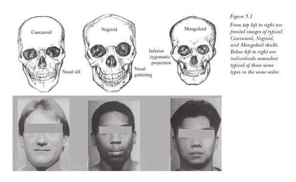 Mongoloid Caucasoid Negroid Skull