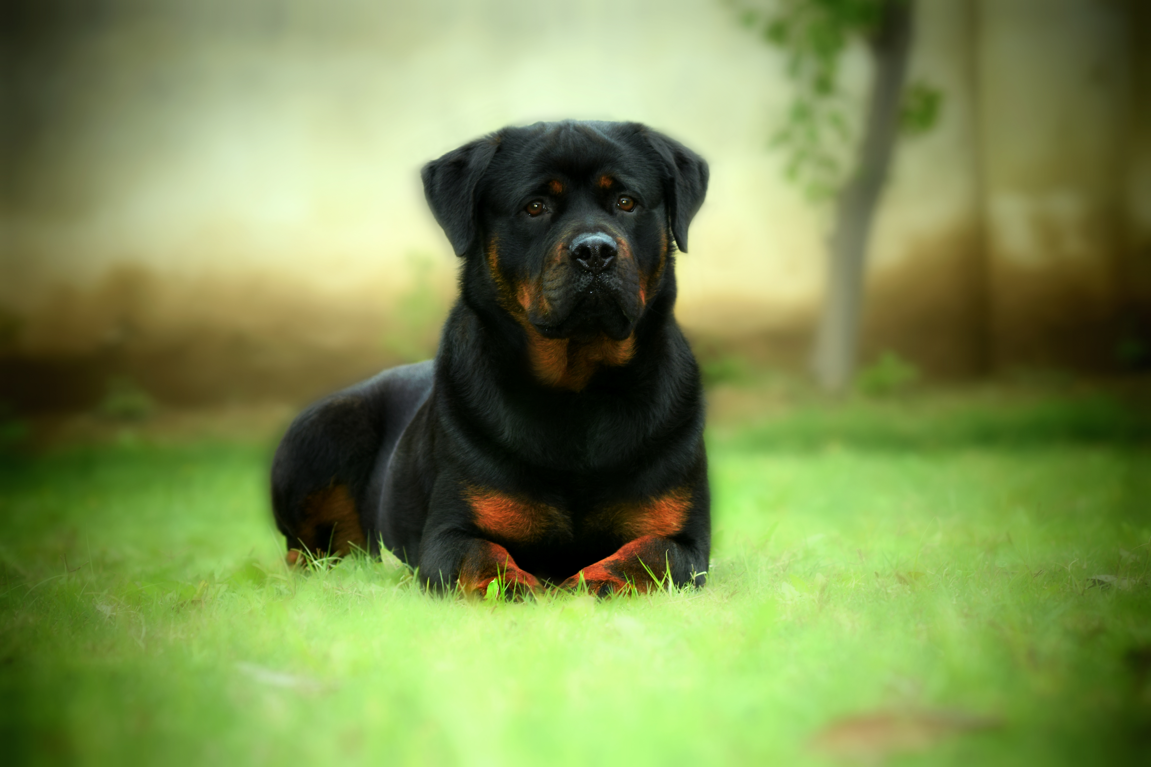Rottweiler wallpaper 1619
