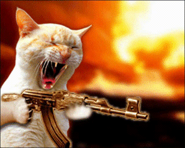 Pissed off cat