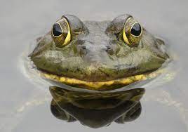 Frog 1
