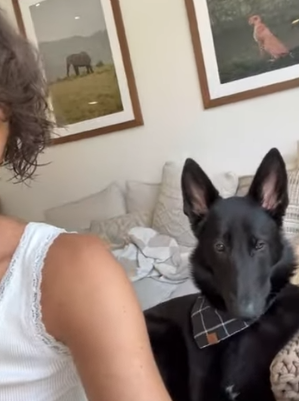 Dogpilled