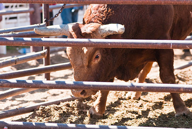 Rodeo bull1