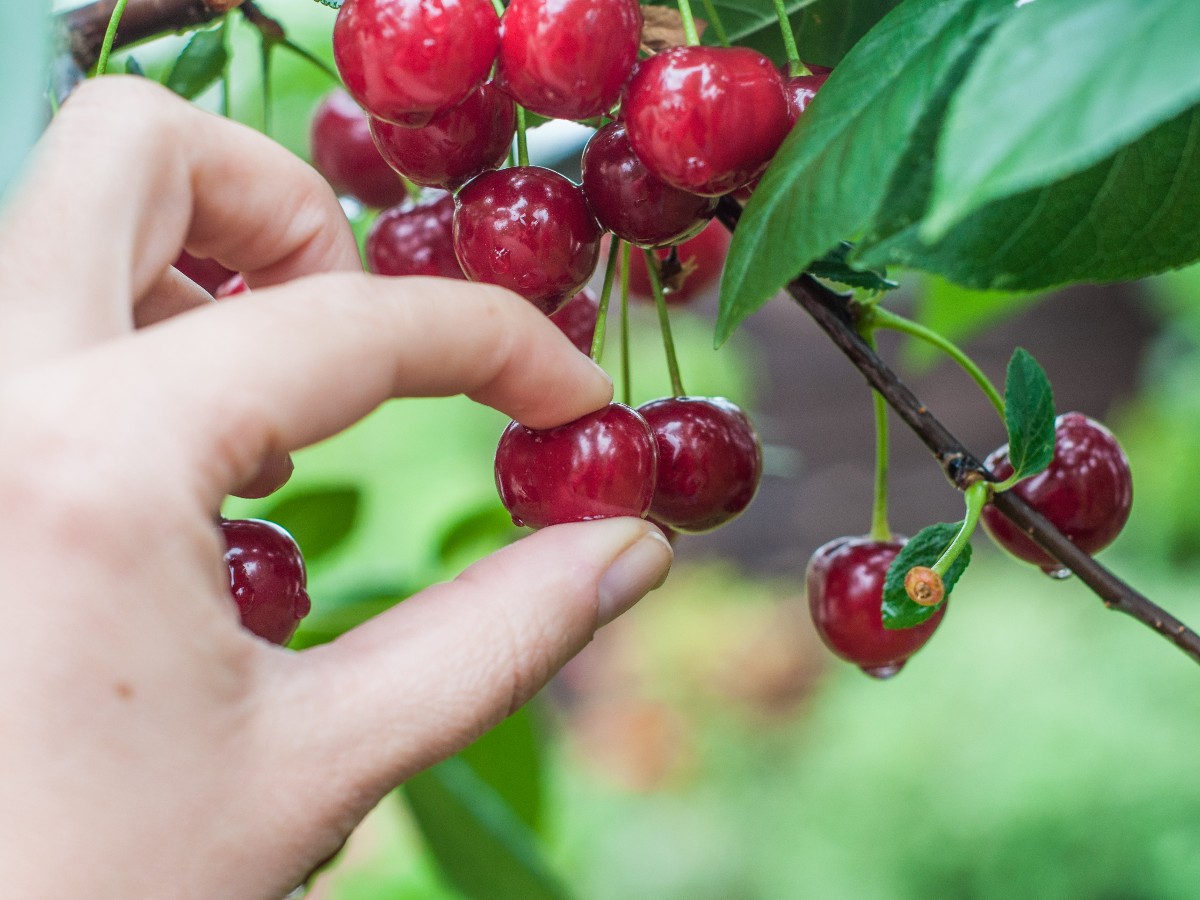 Radiology cherry picking and workforce optimization