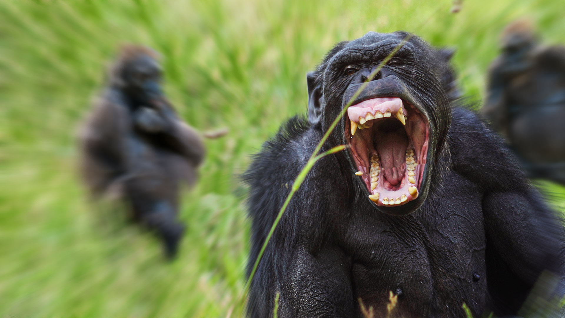 How to Survive a Chimpanzee Clean Thumb A