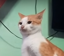 Catt
