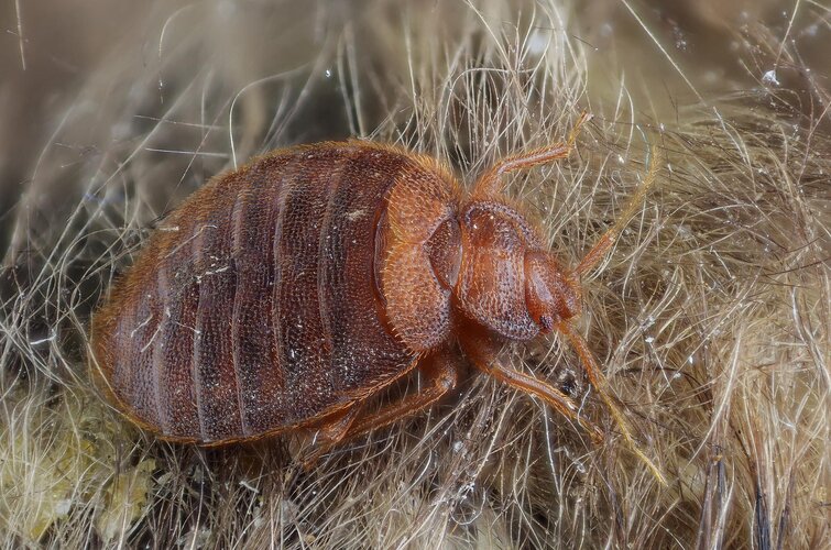 Labia bug 2