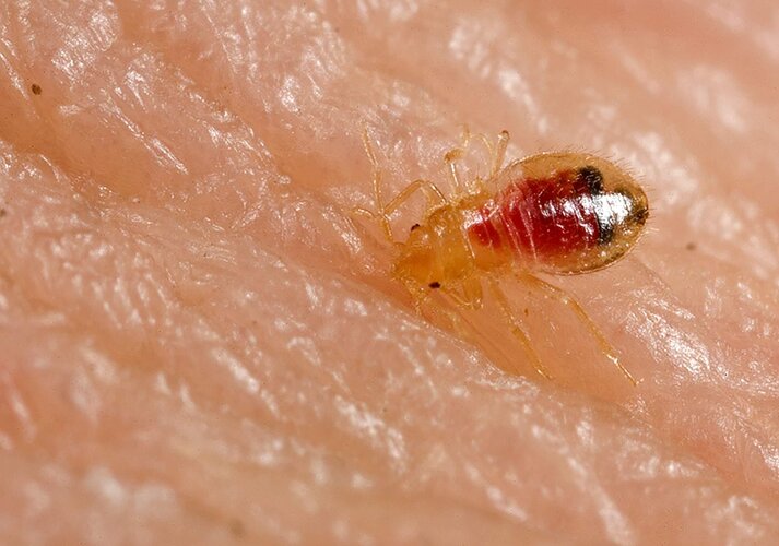 Labia bug