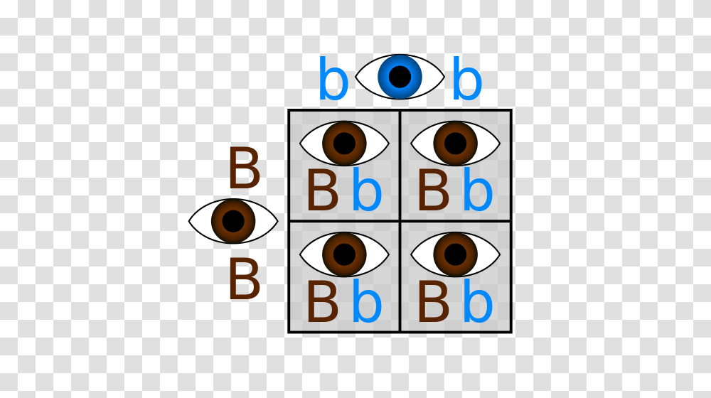 Punnett square definition example number symbol text alphabet transparent png 2193011