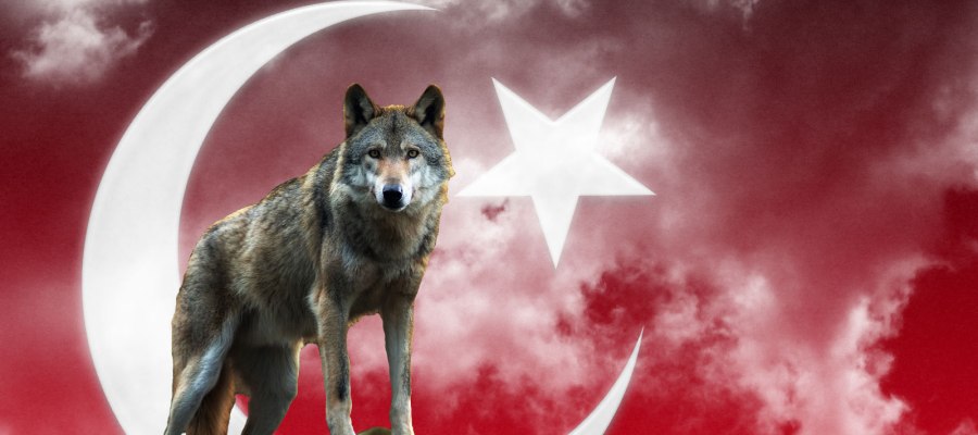 Bozkurt bozkurtlarodusu nihalatsizbozkurt