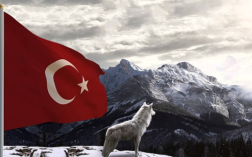 Bozkurt turkey turkish wolf wallpaper thumb 1