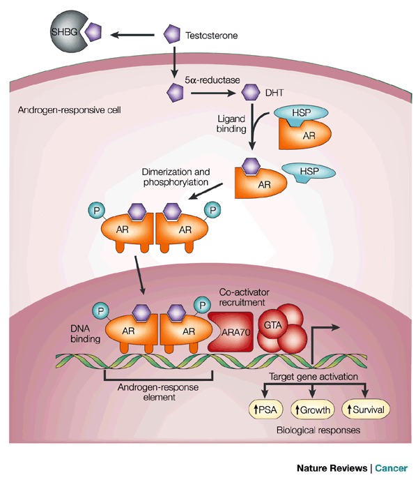 Androgen actionTestosterone circulates in the blood bound to albumin not shown and