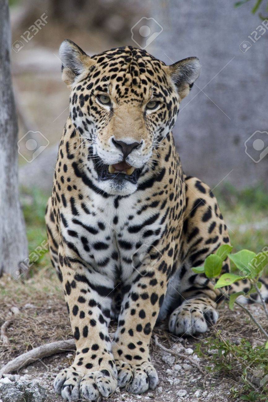 420981 beautiful jaguar looking right at you