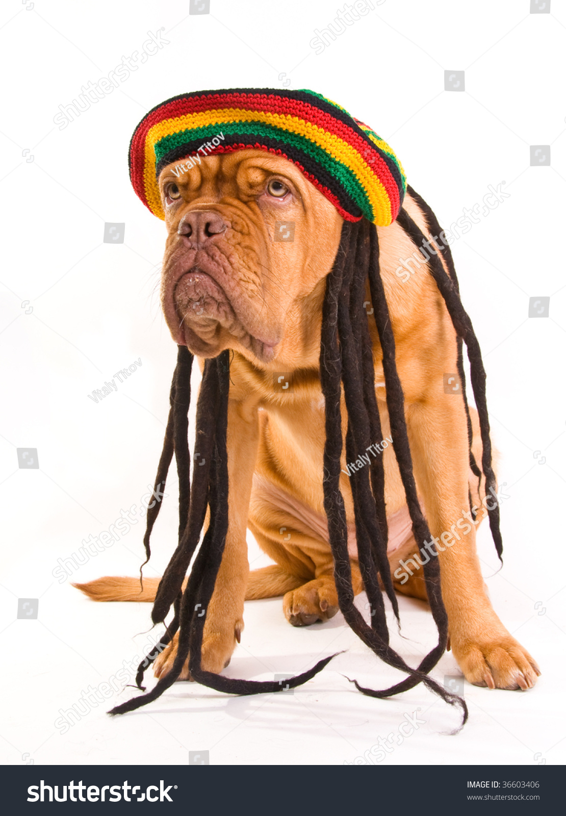 Stock photo funny dog in rastafarian hat with dreadlocks 36603406